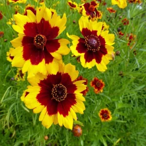 Yellow Plains Coreopsis Seeds – Coreopsis tinctoria – 30 Seeds – Fast-Growing Annual Wildflower - Image 11