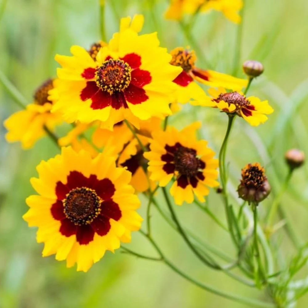 Yellow Plains Coreopsis Seeds – Coreopsis tinctoria – 30 Seeds – Fast-Growing Annual Wildflower - Image 12
