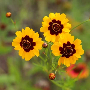 Yellow Plains Coreopsis Seeds – Coreopsis tinctoria – 30 Seeds – Fast-Growing Annual Wildflower - Image 13