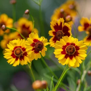 Yellow Plains Coreopsis Seeds – Coreopsis tinctoria – 30 Seeds – Fast-Growing Annual Wildflower - Image 14