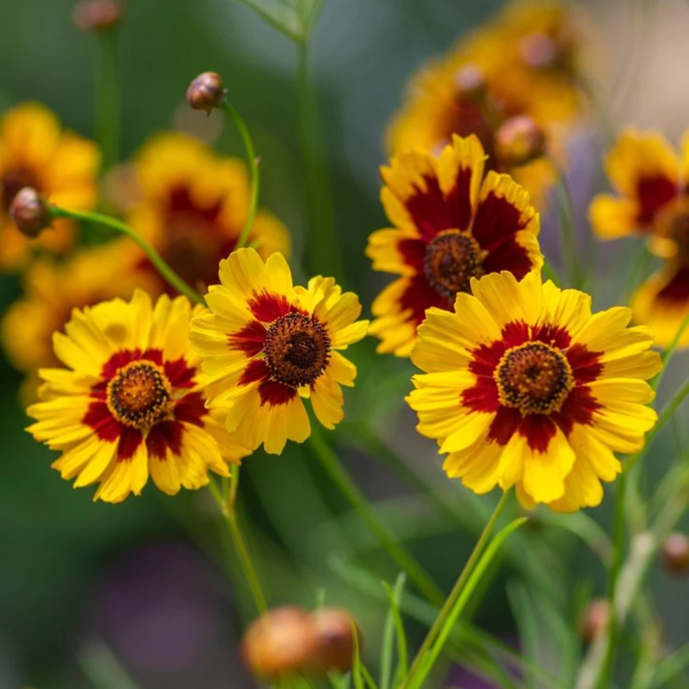 Yellow Plains Coreopsis Seeds – Coreopsis tinctoria – 30 Seeds – Fast-Growing Annual Wildflower - Image 14