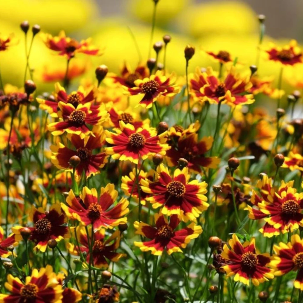 Yellow Plains Coreopsis Seeds – Coreopsis tinctoria – 30 Seeds – Fast-Growing Annual Wildflower - Image 15