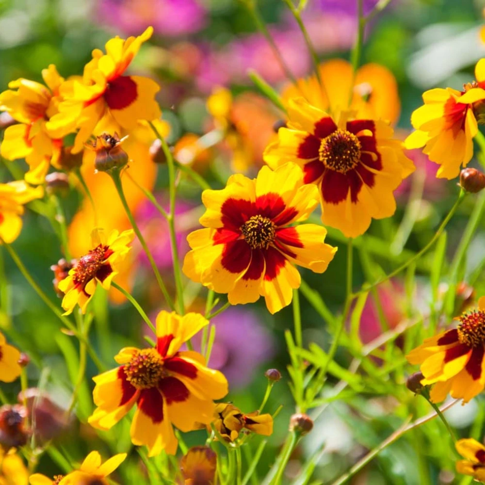 Yellow Plains Coreopsis Seeds – Coreopsis tinctoria – 30 Seeds – Fast-Growing Annual Wildflower - Image 2