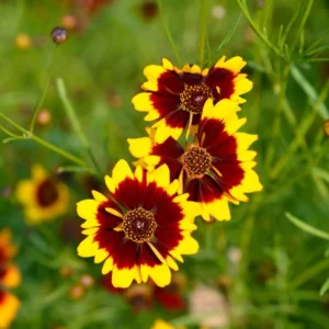 Yellow Plains Coreopsis Seeds – Coreopsis tinctoria – 30 Seeds – Fast-Growing Annual Wildflower - Image 3