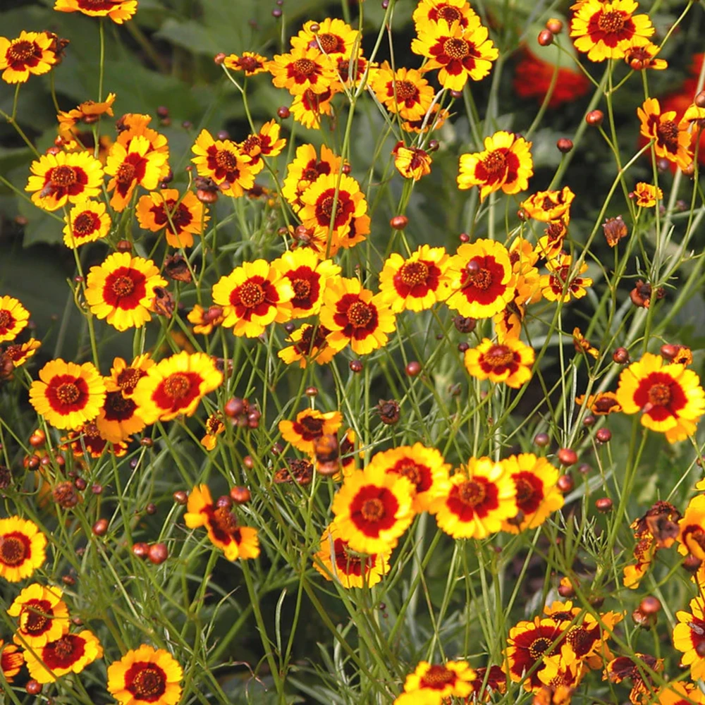 Yellow Plains Coreopsis Seeds – Coreopsis tinctoria – 30 Seeds – Fast-Growing Annual Wildflower - Image 4