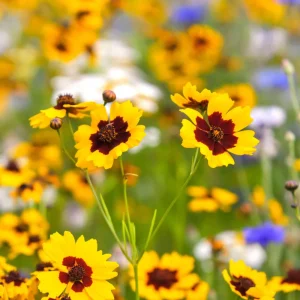 Yellow Plains Coreopsis Seeds – Coreopsis tinctoria – 30 Seeds – Fast-Growing Annual Wildflower - Image 5