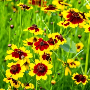 Yellow Plains Coreopsis Seeds – Coreopsis tinctoria – 30 Seeds – Fast-Growing Annual Wildflower - Image 6