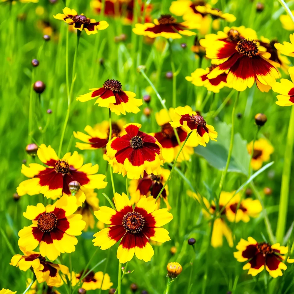 Yellow Plains Coreopsis Seeds – Coreopsis tinctoria – 30 Seeds – Fast-Growing Annual Wildflower - Image 6