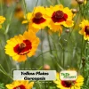 Yellow Plains Coreopsis Seeds – Coreopsis tinctoria – 30 Seeds – Fast-Growing Annual Wildflower - Image 1