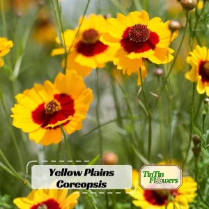 Yellow Plains Coreopsis Seeds – Coreopsis tinctoria – 30 Seeds – Fast-Growing Annual Wildflower - Image 1