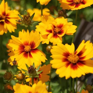 Yellow Plains Coreopsis Seeds – Coreopsis tinctoria – 30 Seeds – Fast-Growing Annual Wildflower - Image 7