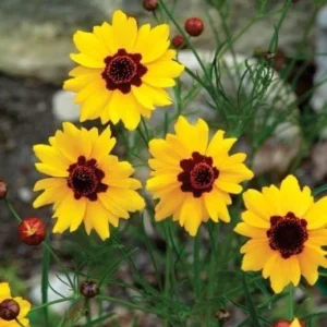 Yellow Plains Coreopsis Seeds – Coreopsis tinctoria – 30 Seeds – Fast-Growing Annual Wildflower - Image 8