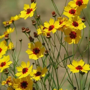 Yellow Plains Coreopsis Seeds – Coreopsis tinctoria – 30 Seeds – Fast-Growing Annual Wildflower - Image 9