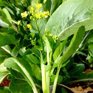 Yu Choy Sum Seeds - Heirloom Asian Greens - Fast Growing Vegetable Seeds - 20 Seeds - Image 12