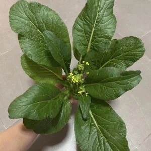 Yu Choy Sum Seeds - Heirloom Asian Greens - Fast Growing Vegetable Seeds - 20 Seeds - Image 14