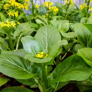 Yu Choy Sum Seeds - Heirloom Asian Greens - Fast Growing Vegetable Seeds - 20 Seeds - Image 18