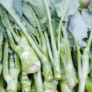 Yu Choy Sum Seeds - Heirloom Asian Greens - Fast Growing Vegetable Seeds - 20 Seeds - Image 3