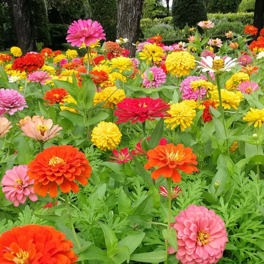 Zinnia Seeds Dahlia Flowered Mixture - Authentic Open-Pollinated Flower Seeds - 30 Seeds - Image 10