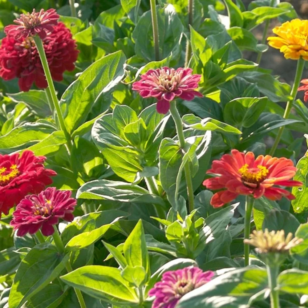 Zinnia Seeds Dahlia Flowered Mixture - Authentic Open-Pollinated Flower Seeds - 30 Seeds - Image 11
