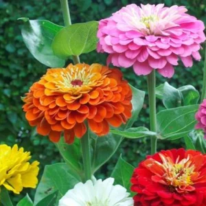 Zinnia Seeds Dahlia Flowered Mixture - Authentic Open-Pollinated Flower Seeds - 30 Seeds - Image 12