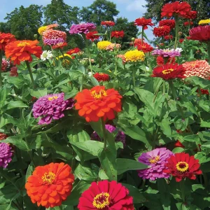 Zinnia Seeds Dahlia Flowered Mixture - Authentic Open-Pollinated Flower Seeds - 30 Seeds - Image 13