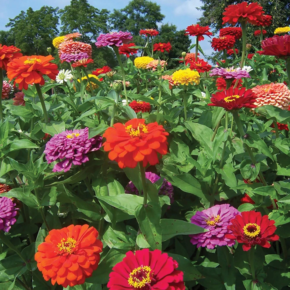 Zinnia Seeds Dahlia Flowered Mixture - Authentic Open-Pollinated Flower Seeds - 30 Seeds - Image 13