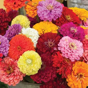 Zinnia Seeds Dahlia Flowered Mixture - Authentic Open-Pollinated Flower Seeds - 30 Seeds - Image 14