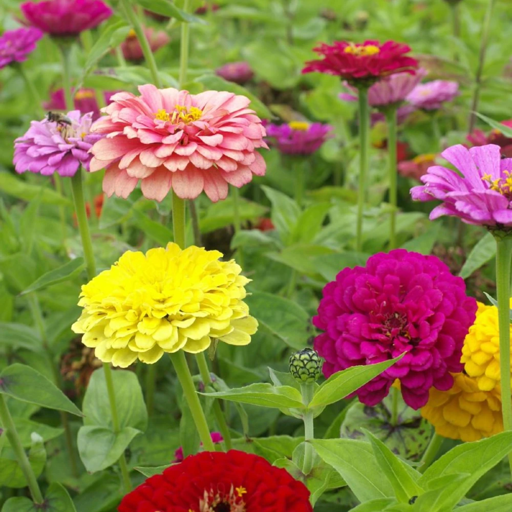 Zinnia Seeds Dahlia Flowered Mixture - Authentic Open-Pollinated Flower Seeds - 30 Seeds - Image 15