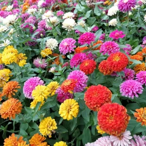 Zinnia Seeds Dahlia Flowered Mixture - Authentic Open-Pollinated Flower Seeds - 30 Seeds - Image 16