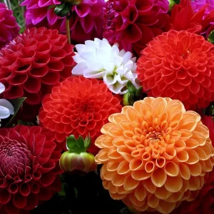 Zinnia Seeds Dahlia Flowered Mixture - Authentic Open-Pollinated Flower Seeds - 30 Seeds - Image 17