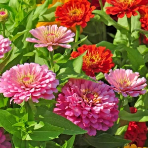 Zinnia Seeds Dahlia Flowered Mixture - Authentic Open-Pollinated Flower Seeds - 30 Seeds - Image 18