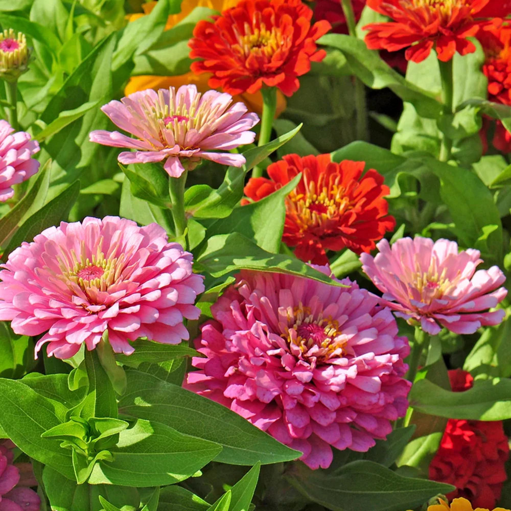Zinnia Seeds Dahlia Flowered Mixture - Authentic Open-Pollinated Flower Seeds - 30 Seeds - Image 18