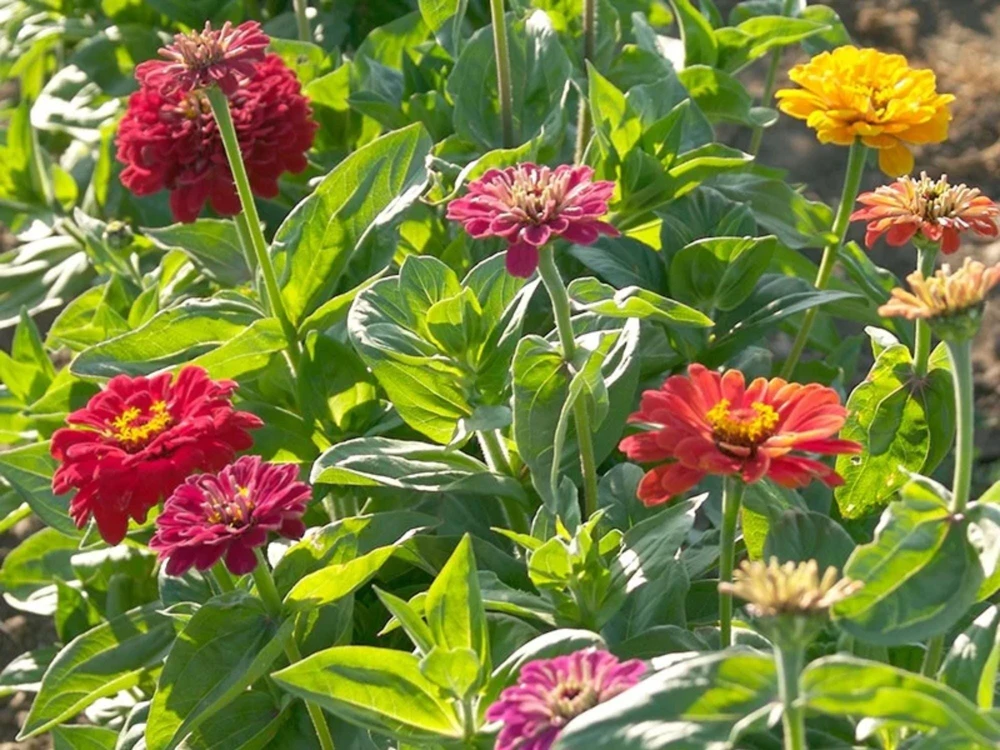 Zinnia Seeds Dahlia Flowered Mixture - Authentic Open-Pollinated Flower Seeds - 30 Seeds - Image 2