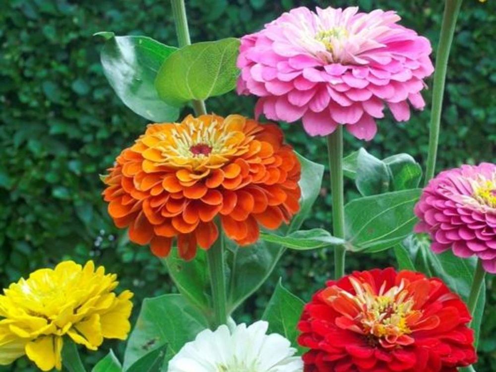 Zinnia Seeds Dahlia Flowered Mixture - Authentic Open-Pollinated Flower Seeds - 30 Seeds - Image 3