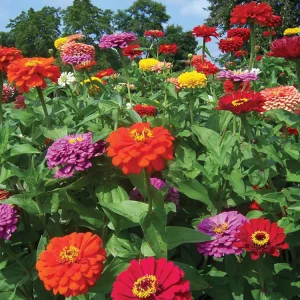 Zinnia Seeds Dahlia Flowered Mixture - Authentic Open-Pollinated Flower Seeds - 30 Seeds - Image 4