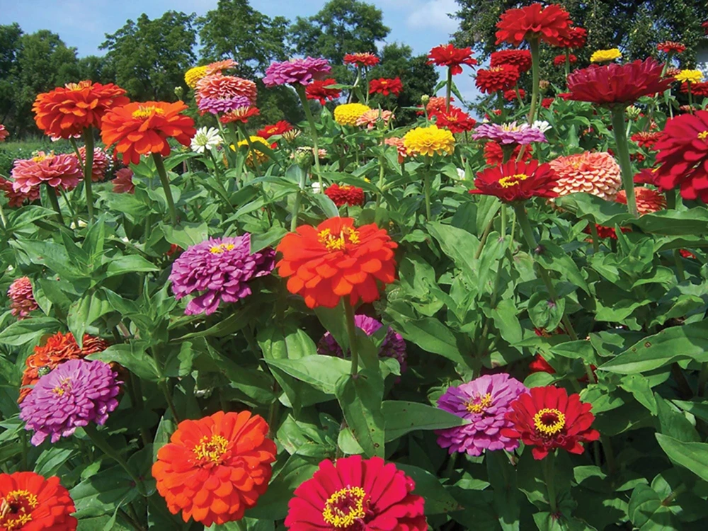 Zinnia Seeds Dahlia Flowered Mixture - Authentic Open-Pollinated Flower Seeds - 30 Seeds - Image 4