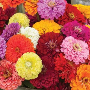 Zinnia Seeds Dahlia Flowered Mixture - Authentic Open-Pollinated Flower Seeds - 30 Seeds - Image 5