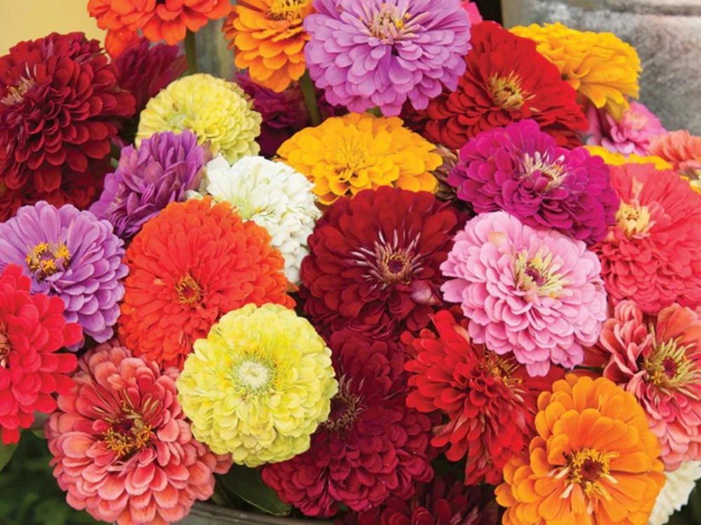 Zinnia Seeds Dahlia Flowered Mixture - Authentic Open-Pollinated Flower Seeds - 30 Seeds - Image 5