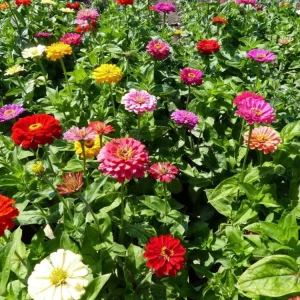 Zinnia Seeds Dahlia Flowered Mixture - Authentic Open-Pollinated Flower Seeds - 30 Seeds - Image 6