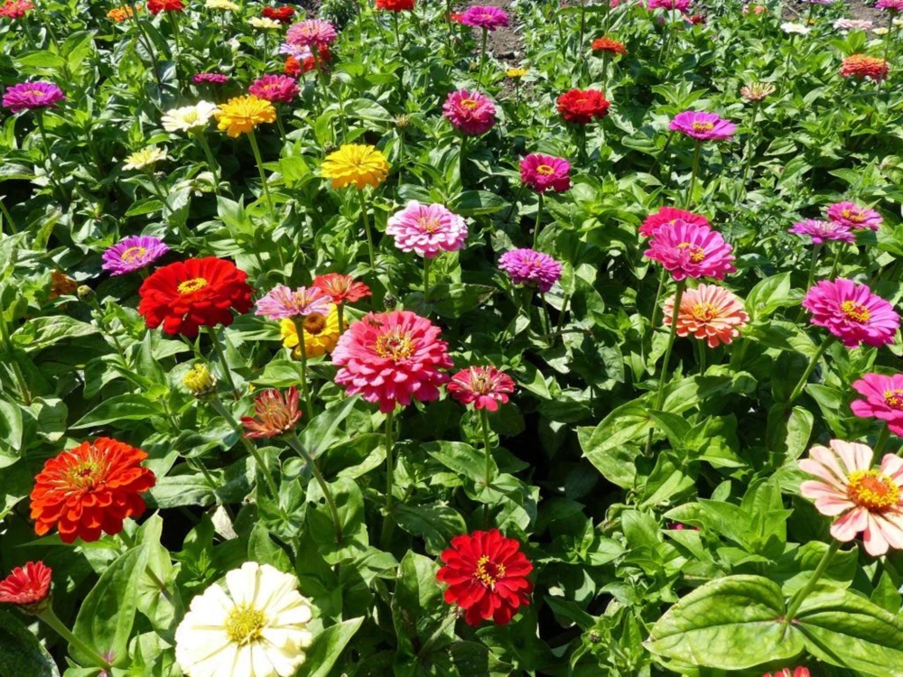 Zinnia Seeds Dahlia Flowered Mixture - Authentic Open-Pollinated Flower Seeds - 30 Seeds - Image 6
