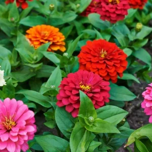 Zinnia Seeds Dahlia Flowered Mixture - Authentic Open-Pollinated Flower Seeds - 30 Seeds - Image 7