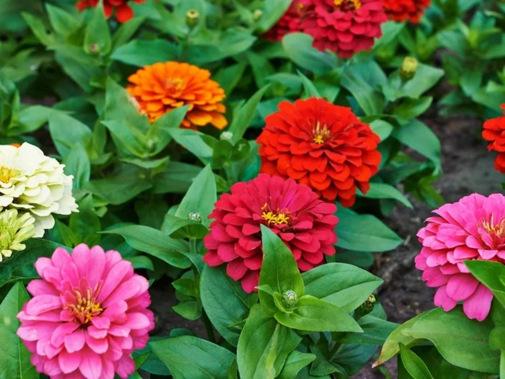 Zinnia Seeds Dahlia Flowered Mixture - Authentic Open-Pollinated Flower Seeds - 30 Seeds - Image 7