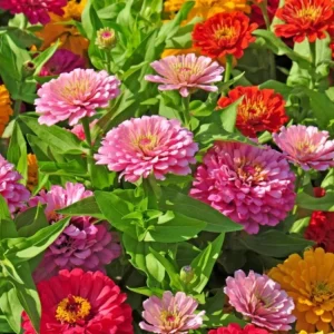 Zinnia Seeds Dahlia Flowered Mixture - Authentic Open-Pollinated Flower Seeds - 30 Seeds - Image 8