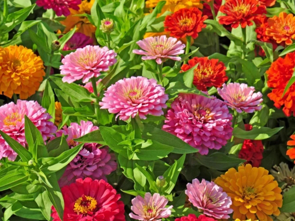 Zinnia Seeds Dahlia Flowered Mixture - Authentic Open-Pollinated Flower Seeds - 30 Seeds - Image 8