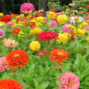 Zinnia Seeds Dahlia Flowered Mixture - Authentic Open-Pollinated Flower Seeds - 30 Seeds - Image 9