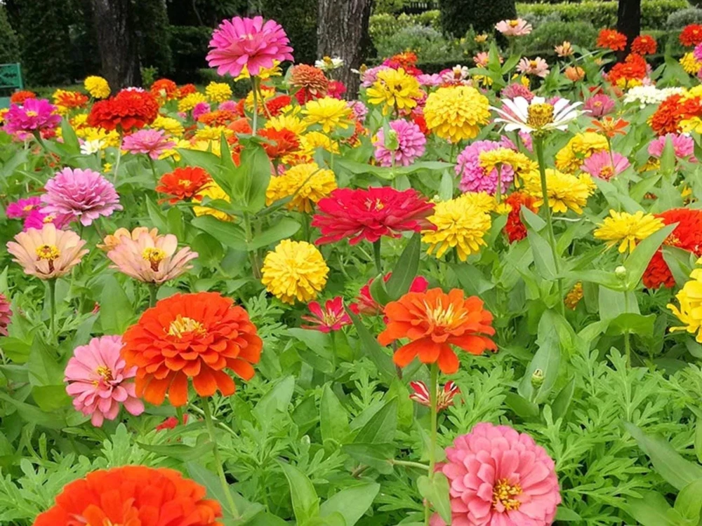 Zinnia Seeds Dahlia Flowered Mixture - Authentic Open-Pollinated Flower Seeds - 30 Seeds - Image 9