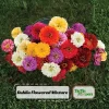 Zinnia Seeds Dahlia Flowered Mixture - Authentic Open-Pollinated Flower Seeds - 30 Seeds - Image 1