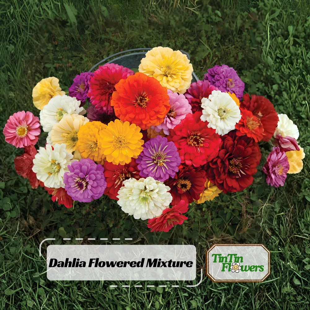 Zinnia Seeds Dahlia Flowered Mixture - Authentic Open-Pollinated Flower Seeds - 30 Seeds - Image 1